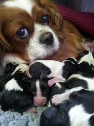 21 Images Of Cats Sitting And Sleeping Exactly Where They Shouldn T Be This Way Come Cavalier King Charles Dog King Charles Dog Cavalier King Charles