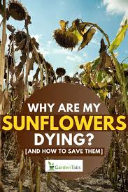 Start by making small changes, and observe how your plant reacts. Why Are My Sunflowers Dying And How To Save Them Garden Tabs