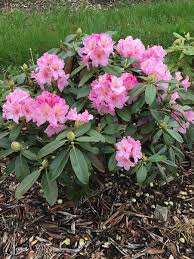 Image result for Rhododendron