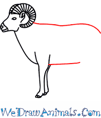 Average hunter success is typically around 75 percent. How To Draw A Bighorn Sheep In 9 Easy Steps