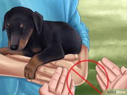 See more of doberman puppies for adoption on facebook. How To Care For Doberman Pincshers With Pictures Wikihow