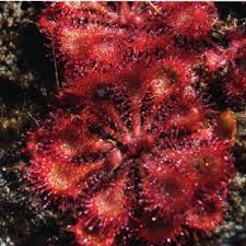 Image result for Ochna cinnabarina