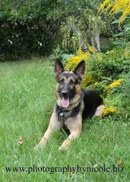 Please let us know in the comments if you have ever purchased a german shepherd from any of the above breeders in mi. Chief German Shepherd Flint Michigan German Shepherd Dogs Corgi