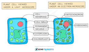 Free biology revision notes on animal & plant cells. Animal Plant Cells Aqa Gcse Biology Revision Notes