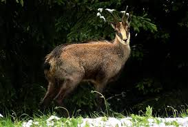 New Zealand Wild Animals Chamois The Life Of Animals Animals Wild Cute Animals Chamois