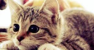 Check spelling or type a new query. Time To Make Biscuits Top Reasons Why Cats Knead Petcoach