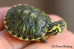 We did not find results for: 10 Yellow Bellied Sliders Ideas Yellow Bellied Slider Slider Turtle Turtle