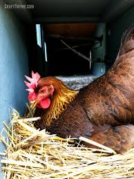 Interestingly, the cemani, which is found in indonesia, is just the most extreme example of what scientists call dermal. How To Know When Your Chickens Will Start Laying Eggs The Reaganskopp Homestead