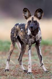 By Gerry Van Der Walt Animal Animals Wildlife Nature Animals Wild Animals South African Animals