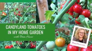 Very short internodes on compact plants. Using Candyland Tomato In My Home Garden Youtube