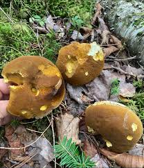 Image result for Xanthoconium sp.