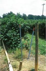 A raspberry trellis should include sturdy support posts and several levels of wire or twine strung between the posts on either side of the plants. Trellis Systems Nc State Extension Publications