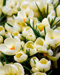 Image result for Pycreus chrysanthus