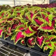 Image result for Coleus engleri