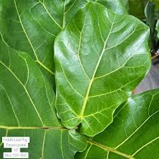 Image result for Ficus lyrata