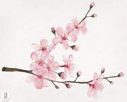 Watercolor Cherry Blossom Cherry Tree Sakura Hand Painted Etsy Cherry Blossom Art Blossoms Art Cherry Blossom Watercolor