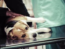 How long does he have to live? Cancer Relapse In Dogs Is Devastating For Everyone Involved Petmd