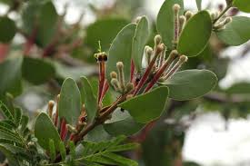 Image result for Tapinanthus