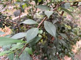 Image result for Putterlickia