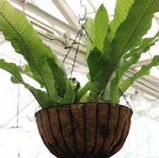 Crocodile fern plant is a tropical fern suitable for growing outdoors only in the temperate climates of usda plant hardiness zones 10 and 11 (and sometimes 9, with protection). Crocodile Fern Guide Caring For A Microsorum Musifolium