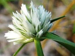 Image result for Ascolepis capensis