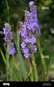 Image result for Aristea