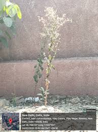 Image result for Blumea axillaris