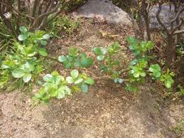 つるバラ アンジェラの植え付けから花後の剪定等1年目の成長記録 バラの成長記録