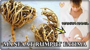 Banyak orang mengatakan jika khasiat rumput fatimah bagus untuk wanita. Rumput Fatimah Dan Manfaatnya Untuk Ibu Hamil