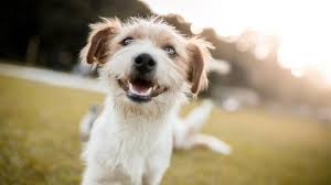 Dog after two months on Coolpaw