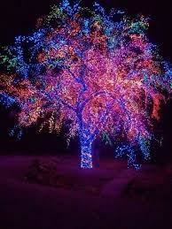 The Magic Tree In Columbia Mo A Man Named Will Treelighter Puts Up Over 37 500 Lights On A Tre Travel Around The World Favorite Places Oh The Places Youll Go