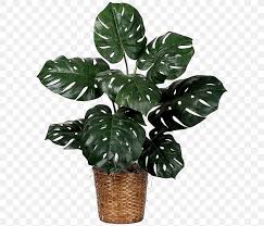 Houseplant Fiddle Leaf Fig Swiss Cheese Plant Png 607x703px Houseplant Arrowroot Family Common Fig Fiddleleaf Fig Swiss cheese plant graphy leaf, tropical plant leaves, green swiss cheese leaf, watercolor leaves, environmental, plant stem png. houseplant fiddle leaf fig swiss cheese