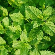 Jun 26, 2021 · 2. Daun Mint Segar Infused Water Penyegar Nafas Fresh Peppermint Leaves Tanaman Mentol Organik 100 Gram Shopee Indonesia