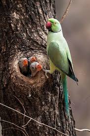 Bird Bird Bird Bird Is The Word Family Guy Pin On Cock A Teils Other Birds