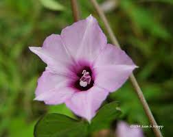 Image result for Ipomoea crassipes