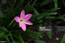 Image result for Zephyranthes minuta