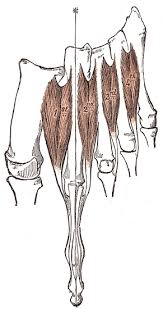 The dorsal introsseous muscles exist on the lateral side only in third and fourth toes. Dorsal Interossei Of The Foot Wikipedia