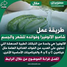 طريقة عمل شامبو الالوفيرا وفوائده للشعر والجسم In 2020 Food Fruit Cantaloupe