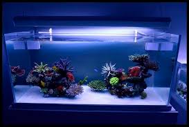 Check spelling or type a new query. Awesome Bare Bottom Reef Tank How To Create It Full Guide