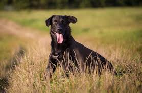 It is a mixed breed dog of border collie and the border collie lab mix is a fairly easy hybrid to groom. Border Collie Lab Mix The Ultimate Guide To A Borador All Things Dogs All Things Dogs