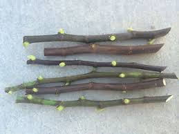 Résultat de recherche d'images pour "yellow lebanese fig"