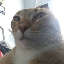 Find meme wallpapers hd for desktop computer. Catmemes Archives Page 350 Of 399 Cat Boarding Hotel Laguna Mission Viejo Anaheim Santa Ana Ca Cats Luv Us