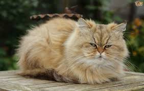 Both angora and persian cats are mentioned in the manuscript voyages de pietro della valle. The Five Most Expensive Cat Breeds In The World Pets4homes