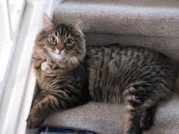 Long Haired Tabby Tabby Cat Pretty Cats Cat Care