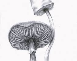 Black And White Mushroom Mushroom Print Mushroom Drawing Matted Black And White And Grey Nature Fungi Fungus Mushroom Pencil Drawings Mushroom Drawing Mushroom Art Pencil Drawings