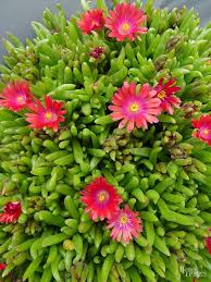 18 Beautiful Plants That Will Thrive In Rock Gardens Rock Garden Plants Landscaping With Rocks Plants