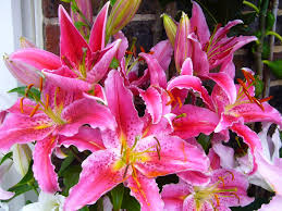 Summer isn't that summery at all when you don't have annual plants in your garden that signal that the cold days are over. What Bulbs To Plant Now For Gorgeous Summer Blooms Ranch Farm Properties