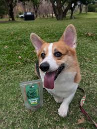 Corgibutts.store