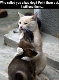 Top 24 Random Funny Memes Clean For Today Cute Animal Memes Funny Animal Memes Funny Dog Memes