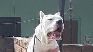 Sidhu Kennel Dogo Argentino Import Italy Duke Rey Bravoure Blanche 919877305952 Fci Kci Pedigree Youtube Ancak bu özel köpeklere bakmak özen istiyor, zira sorumsuz sahipleri sebebiyle her yıl binlerce dogo ömürlerinin sonuna kadar.